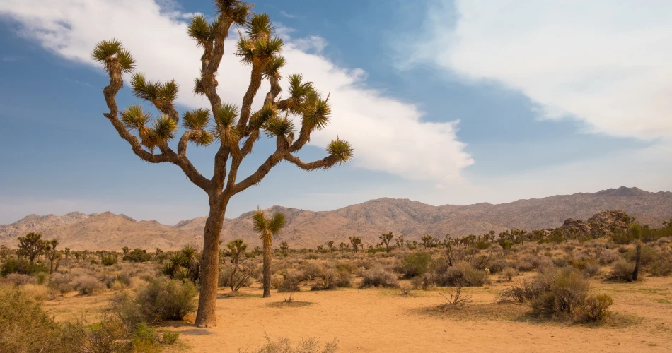 Top Hiking, Camping & Adventure Activities in Twentynine Palms