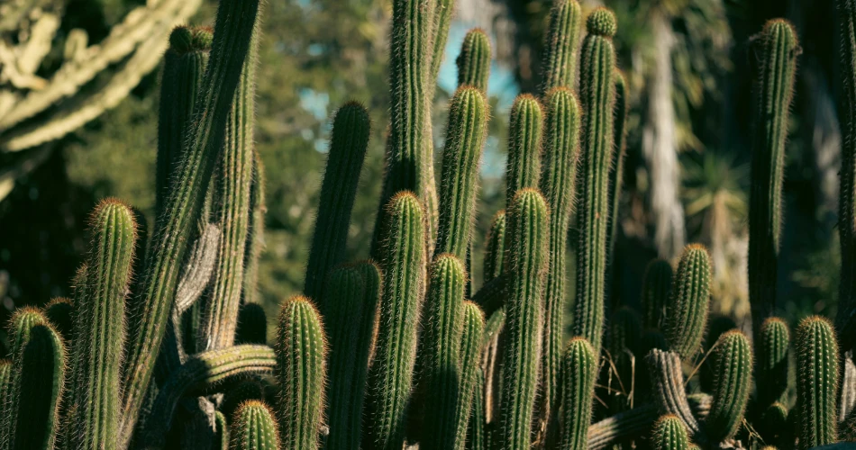 Best Places to Visit in Twentynine Palms for First-Time Travelers